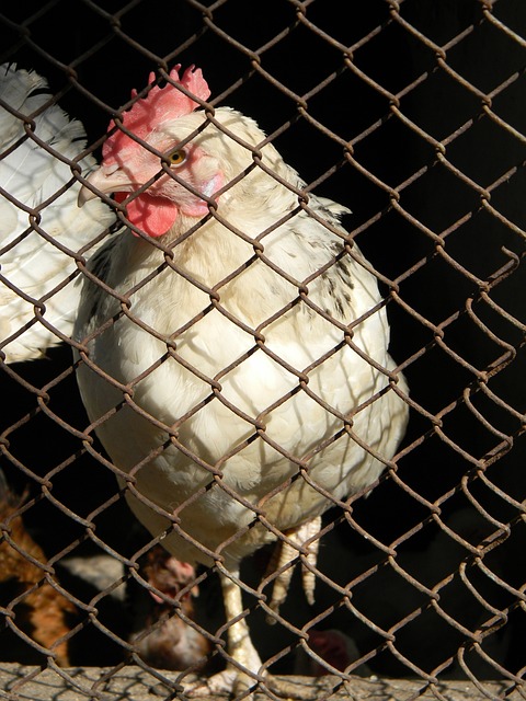 依然靠着精 依然靠着精